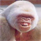 Yeti